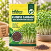 CHINESE CABBAGE MICROGREEN SEEDS