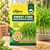 SWEET CORN MICROGREEN SEEDS