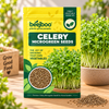 CELERY MICROGREEN SEEDS