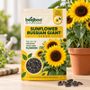 Sunflower Russian Giant Flower Seeds