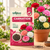 Carnation Flower Seeds