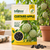 Custard Apple Fruit Seeds