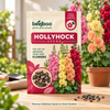 Hollyhock Flower Seeds