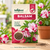 Balsam Flower Seeds