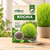 Kochia Flower Seeds