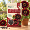 Sunflower Red and Brown Flower Seeds