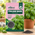 Italian Basil Herbs Seeds