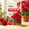 DAISY DBL RED SEEDS