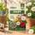 Daisy Flower Seeds