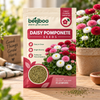 Daisy Pomponete Flower Seeds