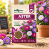 Aster Flower Seeds
