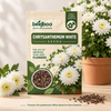 Chrysanthemum White Flower Seeds