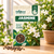 JASMINE SEEDS