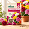 CHRYSANTHEMUM MIX