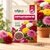 CHRYSANTHEMUM MIX