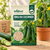 English Cucumber Vegetable Seeds