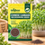 CHINESE CABBAGE MICROGREEN SEEDS