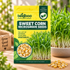 SWEET CORN MICROGREEN SEEDS