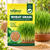 WHEAT GRASS MICROGREEN SEEDS