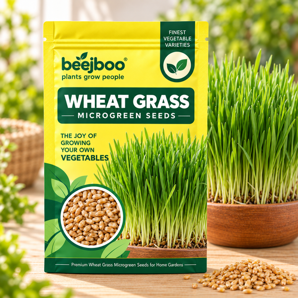 WHEAT GRASS MICROGREEN SEEDS