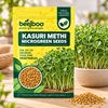 KASURI METHI MICROGREEN SEEDS