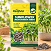 SUNFLOWER MICROGREEN SEEDS