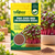PAK CHOI RED MICROGREEN SEEDS