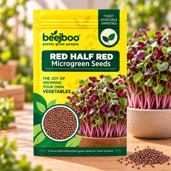 RED HALF RED MICROGREEN SEEDS