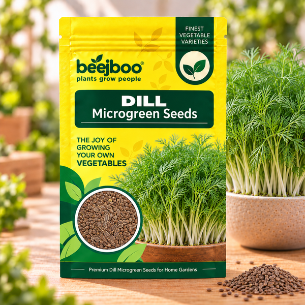 DILL MICROGREEN SEEDS