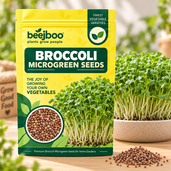 BROCCOLI MICROGREEN SEEDS