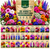 30 VARIETY WINTER FLOWERS