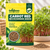 CARROT RED MICROGREEN SEEDS