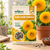 Beejboo Sunflower Sungold Flower Seeds
