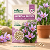 American Saffron Flower Seeds