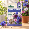 Corn Flower Seeds