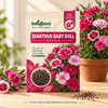 Dianthus BabyDoll Flower Seeds
