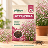Gypsophila Flower Seeds