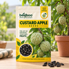 Custard Apple Fruit Seeds
