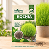 Kochia Flower Seeds