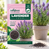 Lavender Herbs Seeds