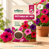 PETUNIA NC MIX SEEDS