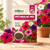 PETUNIA NC MIX SEEDS