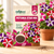 PETUNIA STAR MIX SEEDS