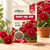 DAISY DBL RED SEEDS