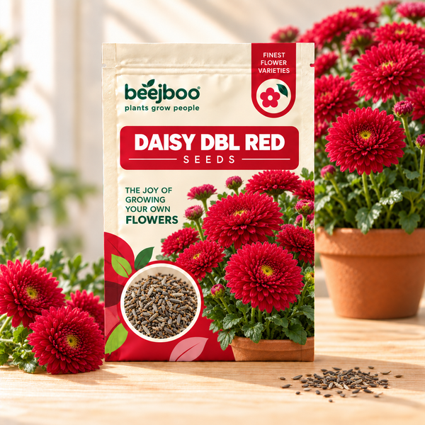 DAISY DBL RED SEEDS