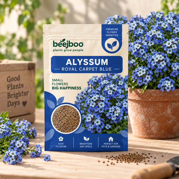 Alyssum Roya CarpetFlower Seeds