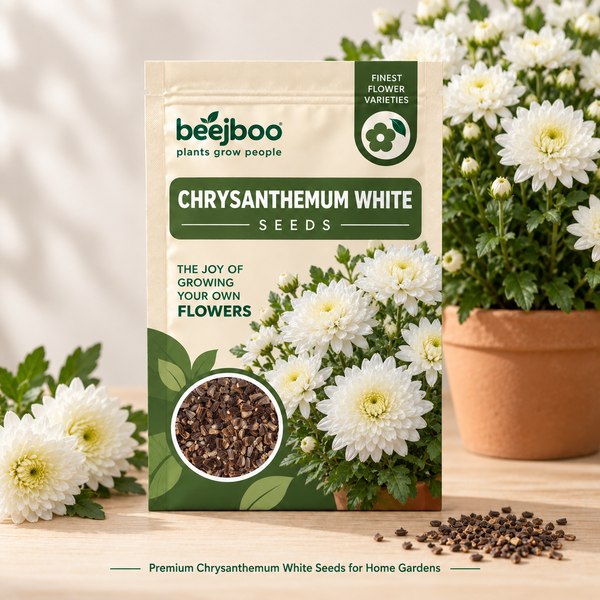 Chrysanthemum White Flower Seeds