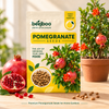 Pomegranate Fruit Seeds