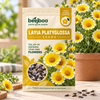 Layia Platyglossa Flower Seeds