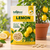 Lemon Flower Seeds